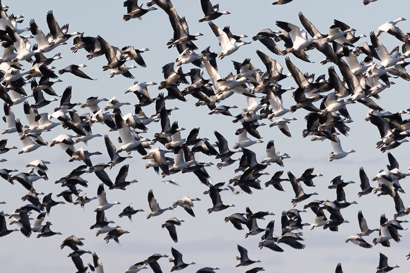 Rush Hour by Brian Clark